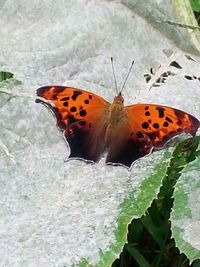 Close-up of butterfly