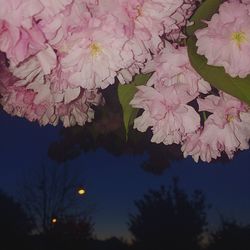 Close-up of pink flower tree against sky at night