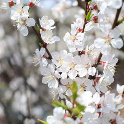 Close-up of white cherry blossom tree