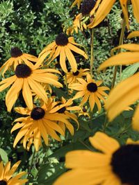 Close-up of yellow daisy flowers