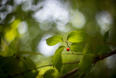 Close-up of red berries growing on tree