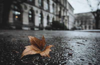 Close-up of maple leaf on wet street