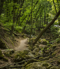 Trees growing in forest