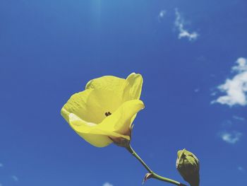 Low angle view of yellow flowering plant against blue sky