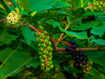 Close-up of insect on plant