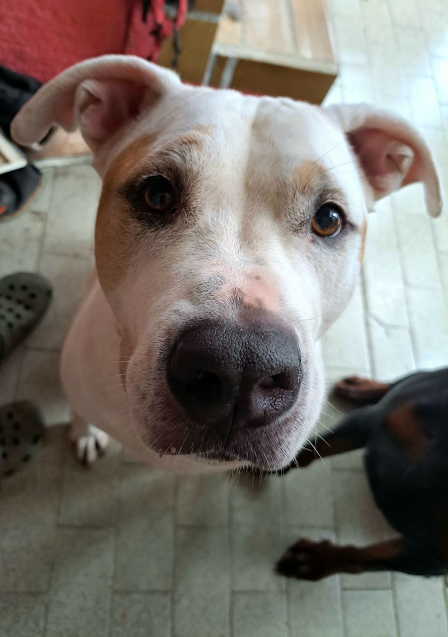 pet, domestic animals, mammal, dog, animal themes, one animal, animal, canine, looking at camera, portrait, pit bull, terrier, indoors, no people, close-up, focus on foreground, animal body part, pit bull terrier, carnivore, flooring, high angle view, day