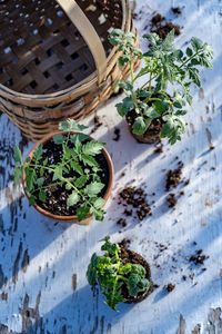 High angle view of plants in basket on table