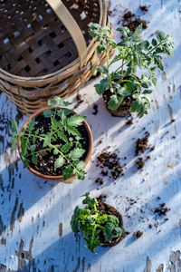 Table top view of gardening or potting bench with young tomato plants, clay pot, garden basket