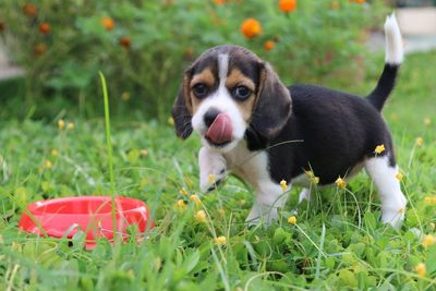 Dog in grass