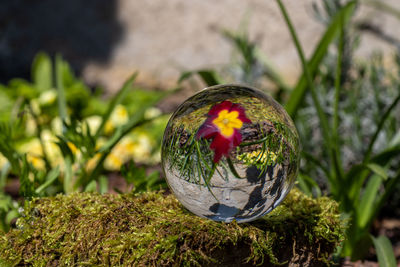 Crystal ball with red primrose blossom on moss covered stone