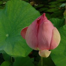 Close-up of pink flowers