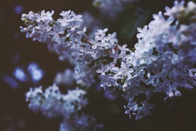 Close-up of white flowers