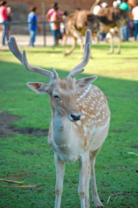 Portrait of deer standing on field