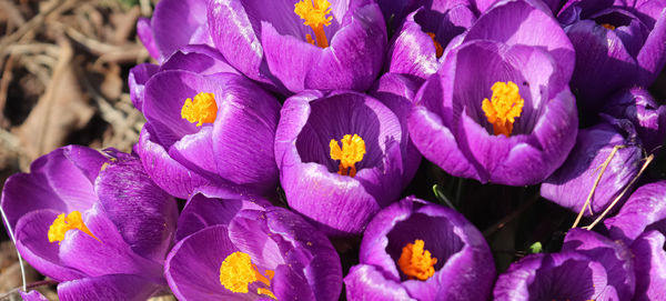 Close-up of purple crocus flowers