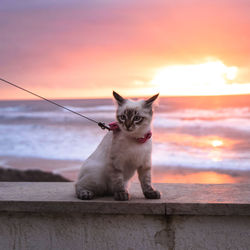 Cat looking at sea against sky during sunset