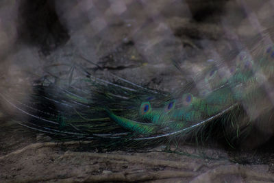 Close-up of peacock