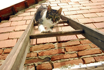 Cat lying on brick wall