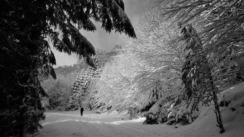 Snow covered road amidst trees in forest