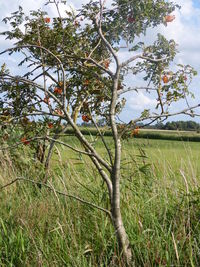 Low angle view of tree against sky