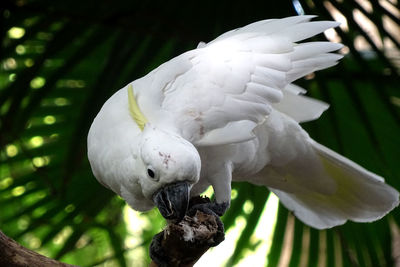 Close-up of parrot perching on tree