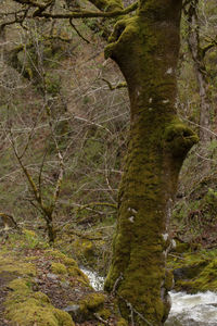 Stream amidst trees in forest