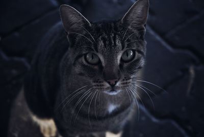 Close-up portrait of a black cat