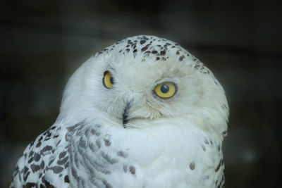 Close-up portrait of white owl