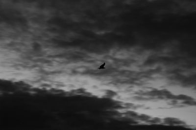 Low angle view of bird flying in sky