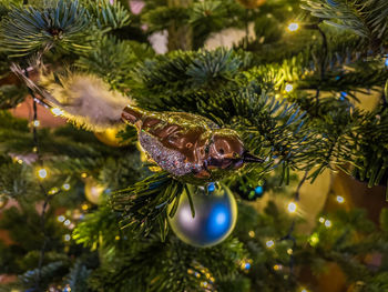 Close-up of christmas tree