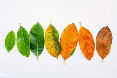 Close-up of autumn leaves against white background
