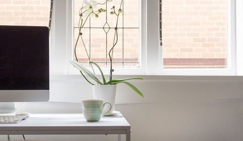 Potted plant on window sill