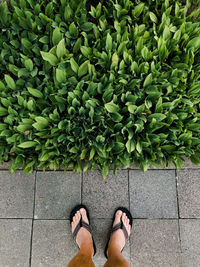 Low section of woman standing amidst plants