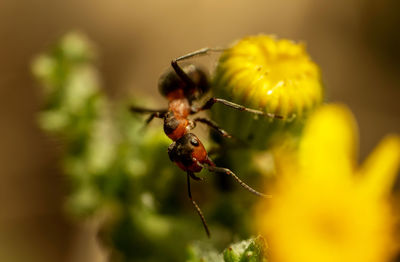 Close-up of insect on flower