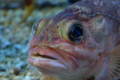 Close-up of fish