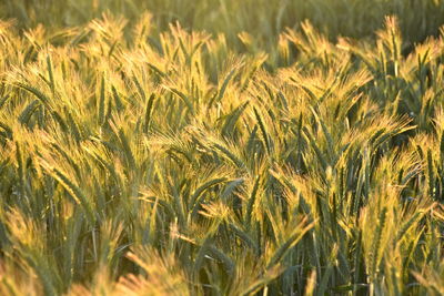 Close-up of stalks in field