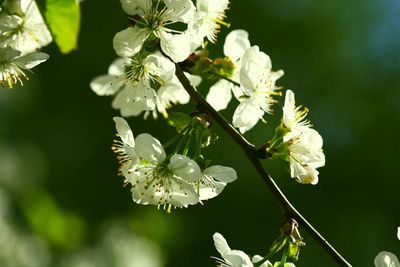 Close-up of white cherry blossoms blooming outdoors