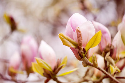 Close-up of pink flowers blooming outdoors