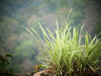 Close-up of fresh grass in field