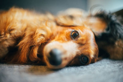 Portrait of dog resting on sofa at home