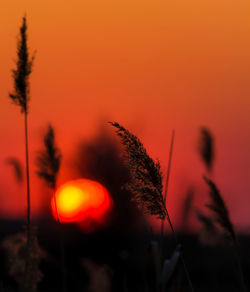 Close-up of silhouette plants against orange sky