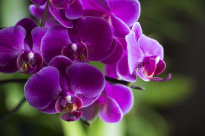 Close-up of purple flowering plant