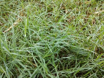 Full frame shot of fresh green field