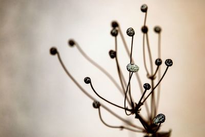 Close-up of plant against white background