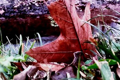 Close-up of plant