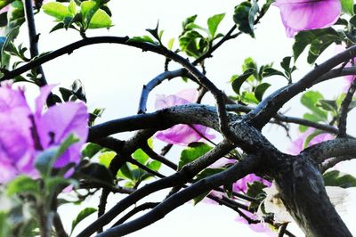 Low angle view of pink flower tree