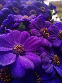 Close-up of purple flowers blooming outdoors