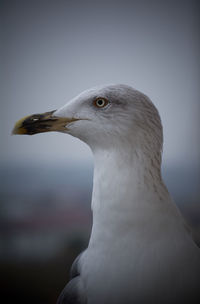 Close-up of seagull