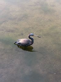 High angle view of a bird