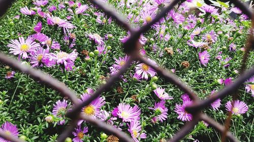 Close-up of purple flowering plants on field