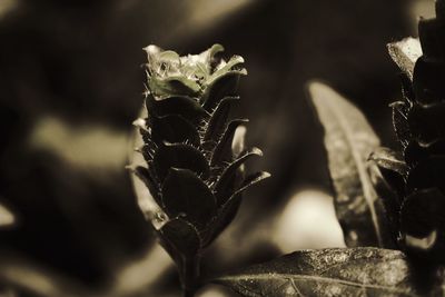 Close-up of a plant